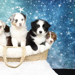 Australian Shepherd Puppies from Enroute Australian Shepherds
