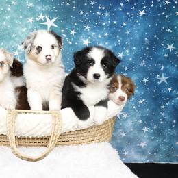 Australian Shepherd Puppies from Enroute Australian Shepherds