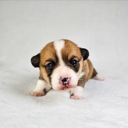 Red and white Female - Red and white female American Corgi puppy in Taylorsville, North Carolina from America's Red White and Bluie Corgis