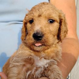 Arthur - Red  male Goldendoodle puppy in Apache Junction, Arizona from Loving Doodle