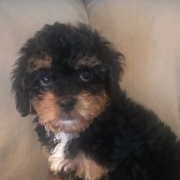 Cavapoos and Goldendoodles from My Toy Goldendoodles