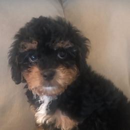 Cavapoos and Goldendoodles from My Toy Goldendoodles