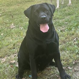 Winnie - Labrador Retriever