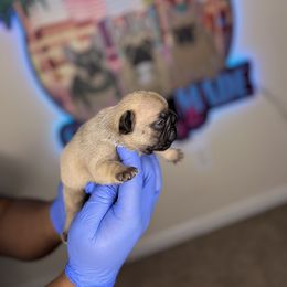 French Bulldog Puppies from Custom Made Frenchies LLC