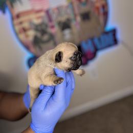French Bulldog Puppies from Custom Made Frenchies LLC