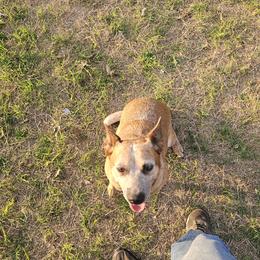 Dite - Australian Cattle Dog