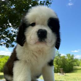 Thunder - Mahogany and white male Saint Bernard puppy in Saltsburg, Pennsylvania from Loyal Ridge Saint Bernards