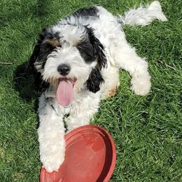 Koki - Black white and tan female Cockapoo puppy in Birdsboro, Pennsylvania from Cooper Family Cockapoos
