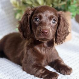 Nehemia - Chocolate female Dachshund puppy in Huffman, Texas from Alex's Dachshunds