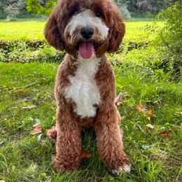 Daisy - Goldendoodle