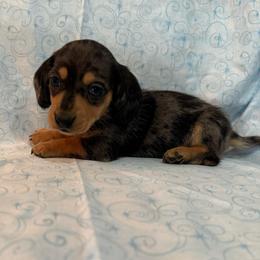 Dapple male - Dapple male Dachshund puppy in Galax, Virginia from Dells  Dachshund’s