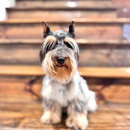 Rev - Miniature Schnauzer