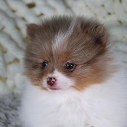 AKC Penny - Chocolate merle female Pomeranian puppy in Albany, Indiana from Hatz Off Puppies