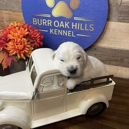 Ivar - Light golden male Golden Retriever puppy in Kimberly, Idaho from Burr Oak Hills Kennel