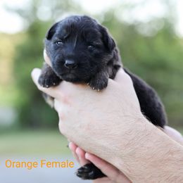Girl 2 - German Shepherd puppy in Greenbrier, Arkansas from House of Havoc German Shepherds