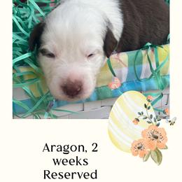 Dante - Red tri-color male Australian Shepherd puppy in Marshall, Virginia from Greywood Farm Aussies