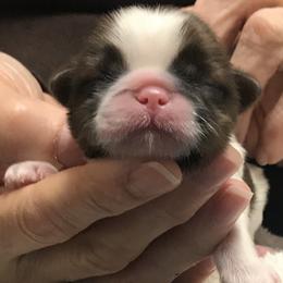 Shih Tzu Puppies from Willow Lane Shih Tzus
