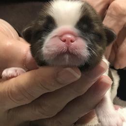 Shih Tzu Puppies from Willow Lane Shih Tzus