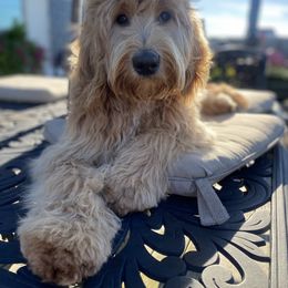 Goldendoodle All Grown Up from Faithfully Yours Doodles