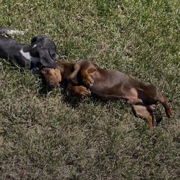 Woody - Dachshund