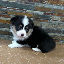 Boy 3 - Black and tan male Pembroke Welsh Corgi puppy in Visalia, California from VIP Stables