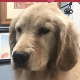Ruby  - Golden Retriever