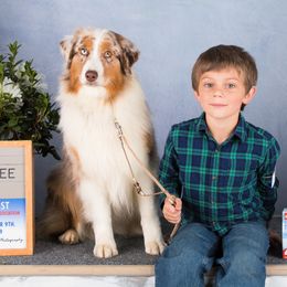 Misty - Australian Shepherd