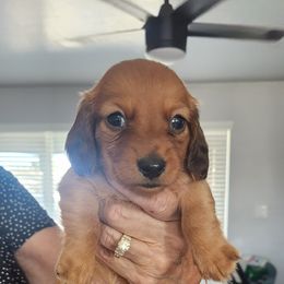 Boy 1 - Red Dachshund puppy in Phoenix, Arizona from Jennifer's Guardian Doxies