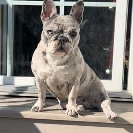 Nova - French Bulldog