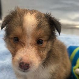 Boy 2 - Sable and white male Shetland Sheepdog puppy in Pensacola, Florida from Nancy Barger's Siberian Huskies