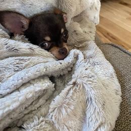 Chihuahua Puppies from Chilove Chihuahuas