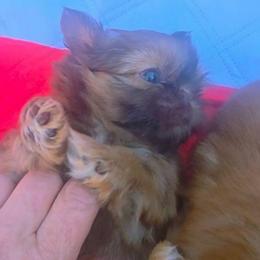 Palmer she's 2800 - Red female Shih Tzu puppy in Richmond, Texas from Aleka Shih Tzu