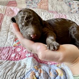 Boy 1 - male Poodle puppy in Mc Kinney, Texas from Kenney kennels