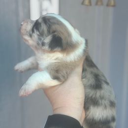 Bo peep - Fawn merle female American Corgi puppy in East Oakdale, California from Rhettro Kennels