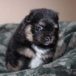 Skipper - Black and tan female Pomeranian puppy in Memphis, Michigan from Magix'z Pomeranians