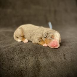 Sage - Blue merle female Bernedoodle puppy in Idaho from Bernese By Barzees