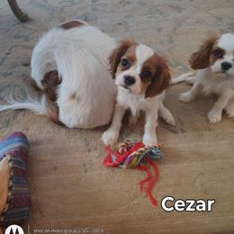 Cezar - Blenheim Cavalier King Charles Spaniel puppy in Phoenix, Arizona from Royal Desert Cavaliers