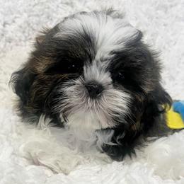 AKC Little Scout - Tricolor male Shih Tzu puppy in Greenville, South Carolina from Babyface Shih Tzu