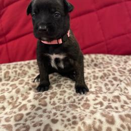 Toph - Brindle female xDutch Shepherd puppy in Chelsea, Alabama from Alliance K9