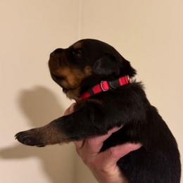 Red Boy - Black and mahogany male Rottweiler puppy in Evansville, Indiana from Royalhaus Rottweilers