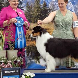Australian Shepherds from Sublime Australian Shepherds