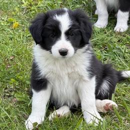 OGGY - Black and white male Border Collie puppy in Lakeview, Michigan from Haven Creek Farm