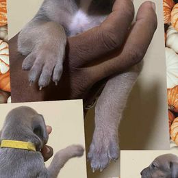 Gomez - Fawn male Great Dane puppy in Bolivar, New York from Prophecy Danes