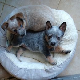 Australian Cattle Dog Puppies from FullMoon Cattle Dogs
