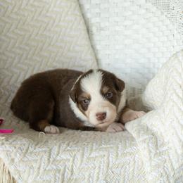Puppy 6 Pink - Red tri-color female Australian Shepherd puppy in Avoca, Iowa from Danker Farms