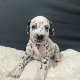 Girl pink - Dalmatian puppy from dreamz_dalmatianz101
