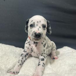 Girl pink - Dalmatian puppy from dreamz_dalmatianz101
