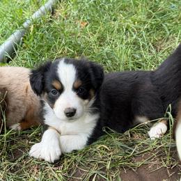 Sadie - Black tri female Miniature Australian Shepherd puppy in Marion, Michigan from Highland Hills Mini Aussies