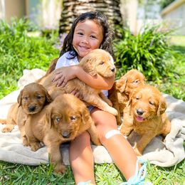 Golden Retriever Puppies from Salty Goldens