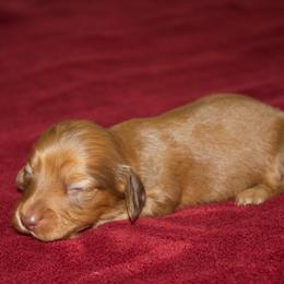 Jolene - Red female Dachshund puppy in Midland, Texas from The Barefield Doxies